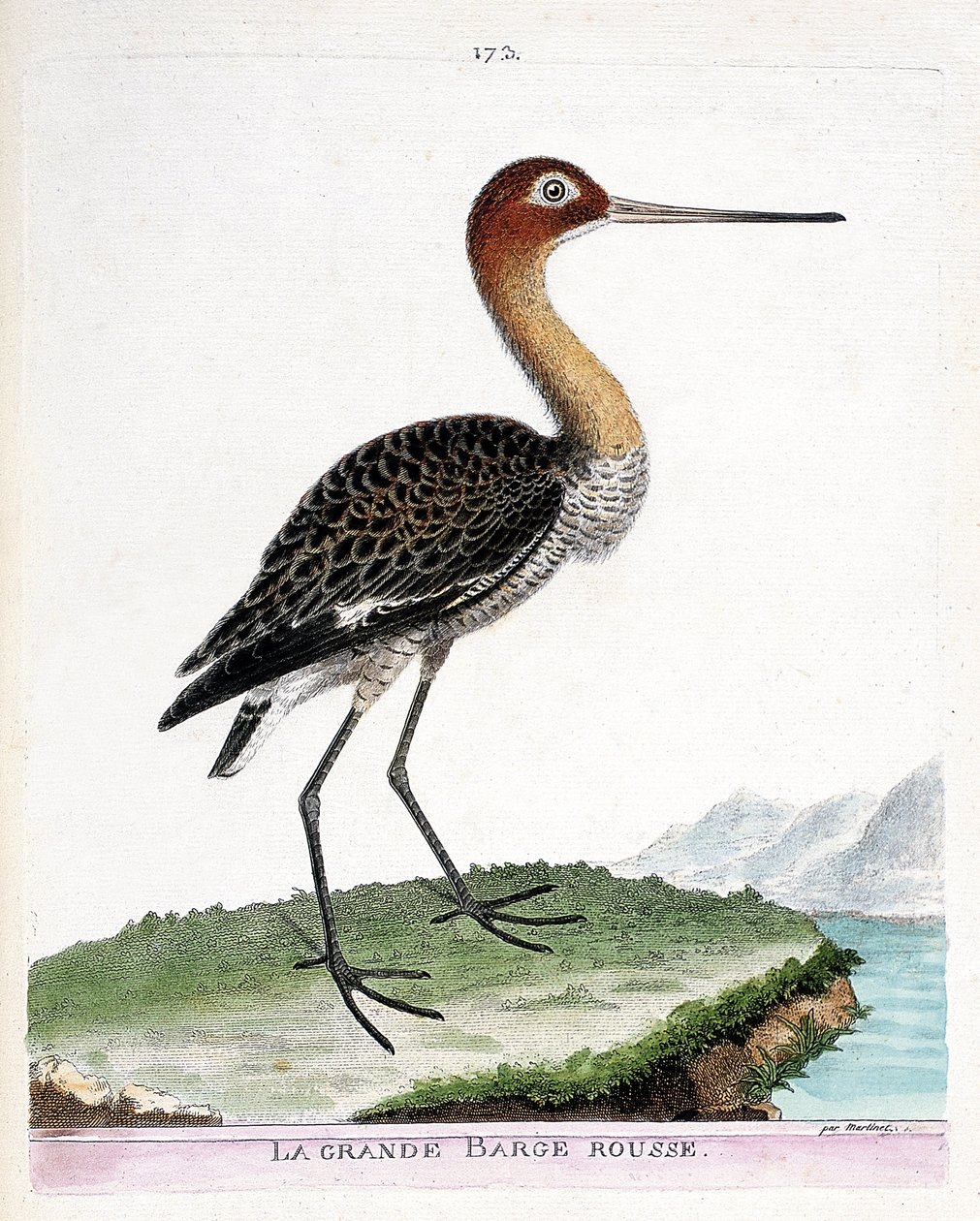 Állattani térkép (ornitológia): a nagy vörös uszály (feketefarkú bárka vagy limosa limosa). Illusztráció: Francois Nicolas Martinet (1731-1800) „A madarak története, megjelenésük és érzékeny aspektusuk szerint”. Magángyűjtemény. alkotó: Francois Nicolas Martinet