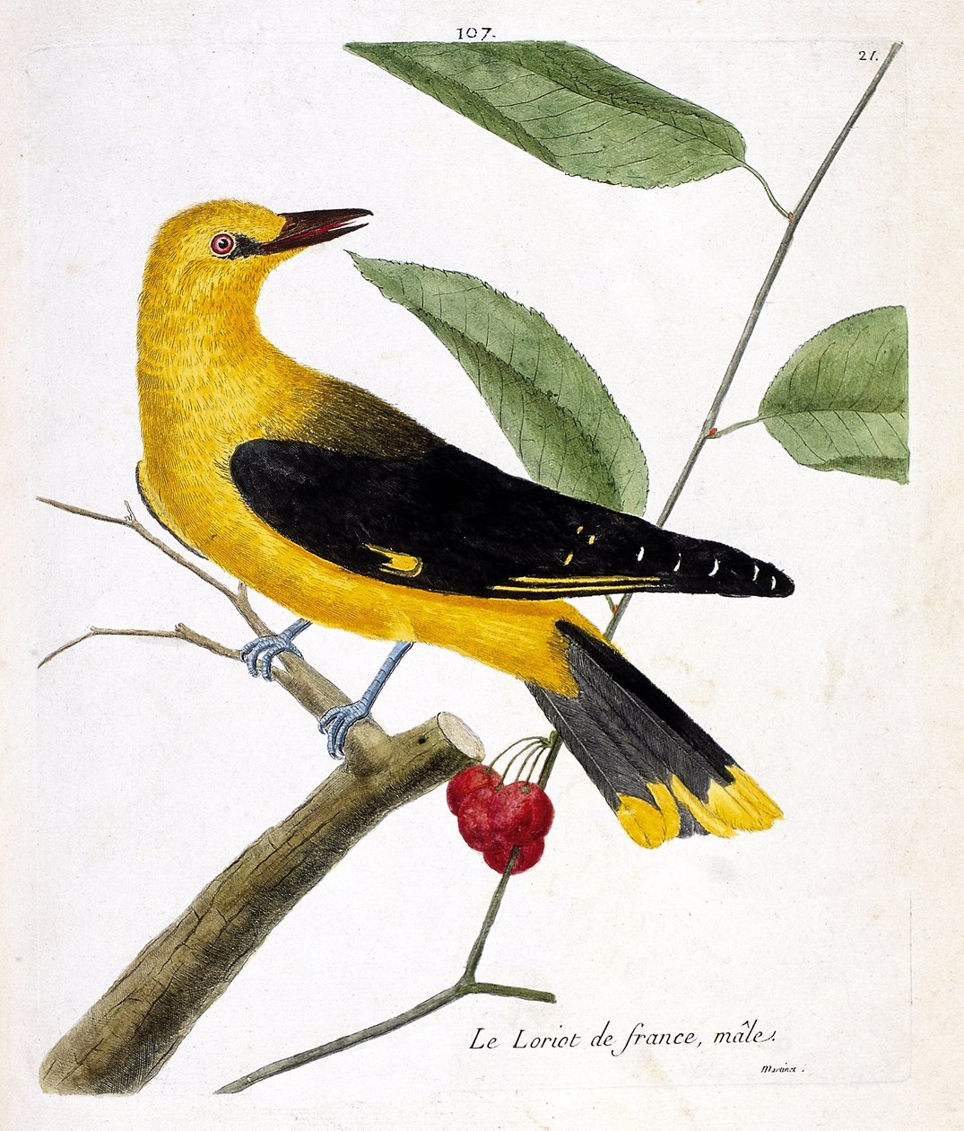 Állattani térkép (ornitológia): a hím francia loriot (európai loriot vagy oriolus oriolus) egy ágon. Illusztráció: Francois Nicolas Martinet (1731-1800) „A madarak története, megjelenésük és érzékeny aspektusuk szerint”. Magángyűjtemények alkotó: Francois Nicolas Martinet