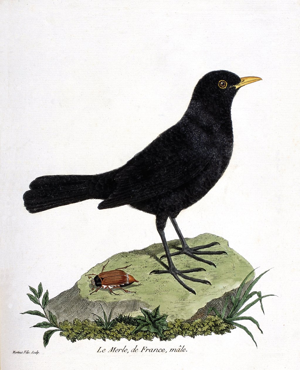 Állattani térkép (ornitológia): hím feketerigó (feketerigó vagy turdus merula). Illusztráció: Francois Nicolas Martinet (1731-1800) „A madarak története, megjelenésük és érzékeny aspektusuk szerint”. Magángyűjtemény. alkotó: Francois Nicolas Martinet