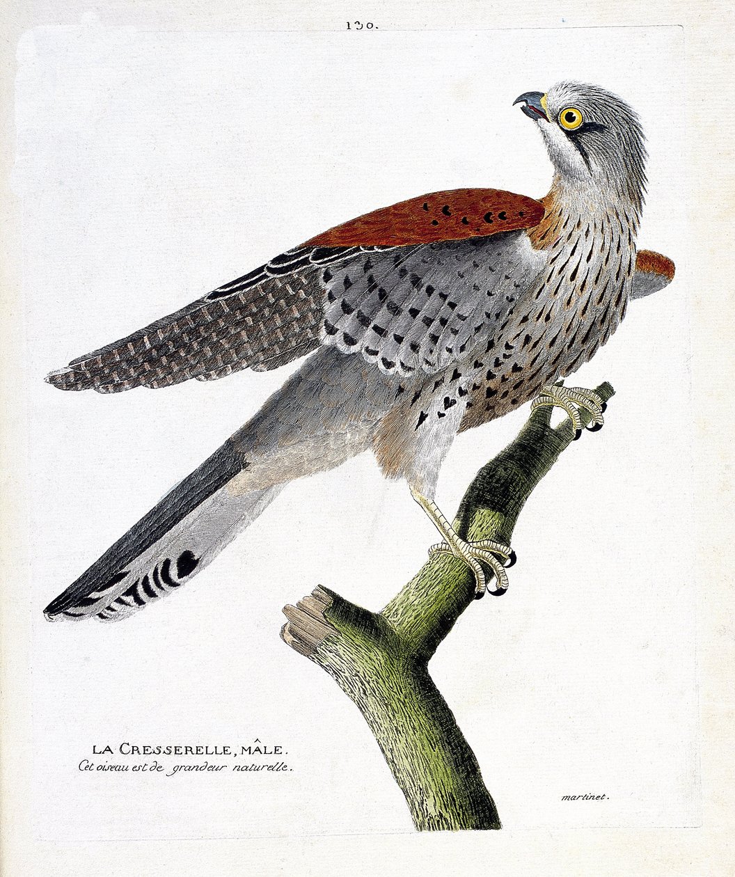 Állattani térkép (ornitológia): a hím vízitorma (sólyom vagy falco tinnunculus) egy ágon. Illusztráció: Francois Nicolas Martinet (1731-1800) „A madarak története, megjelenésük és érzékeny aspektusuk szerint”. Magángyűjtemény. alkotó: Francois Nicolas Martinet