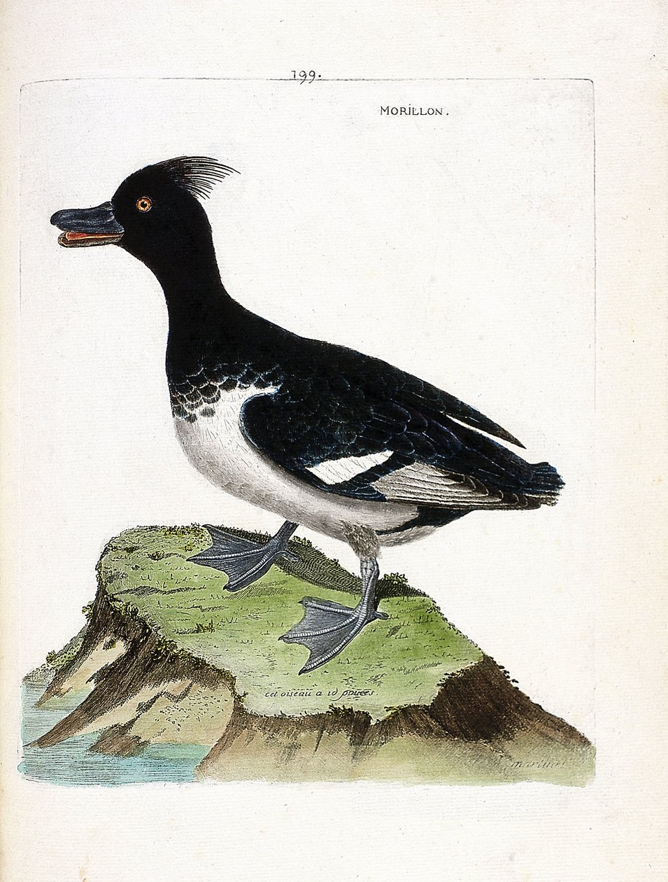 Állattani térkép (ornitológia): a morillon (Scaup morillon vagy Aythia fuligula). Illusztráció: Francois Nicolas Martinet (1731-1800) „A madarak története, megjelenésük és érzékeny aspektusuk szerint”. Magángyűjtemény. alkotó: Francois Nicolas Martinet