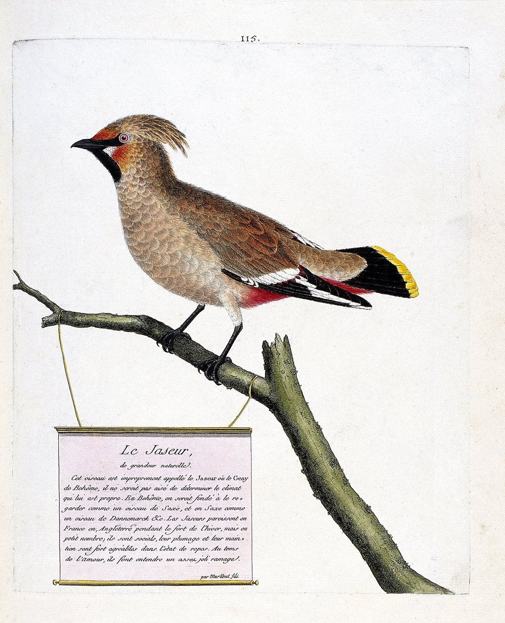 Állattani térkép (ornitológia): természetes méretű jáspis vagy boreális jáspis (bombycilla garrulus) egy ágon. Illusztráció: Francois Nicolas Martinet (1731-1800) „A madarak története, megjelenésük és érzékeny aspektusuk szerint”. Privát koll alkotó: Francois Nicolas Martinet