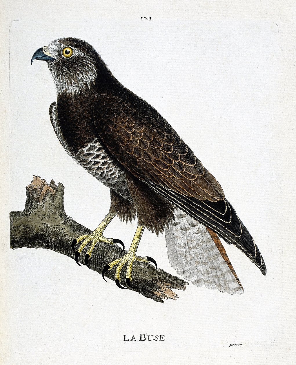 Állattani térkép (ornitológia): a fúvóka (változó fúvóka vagy buteo buteo) egy ágon. Illusztráció: Francois Nicolas Martinet (1731-1800) „A madarak története, megjelenésük és érzékeny aspektusuk szerint”. Magángyűjtemény. alkotó: Francois Nicolas Martinet