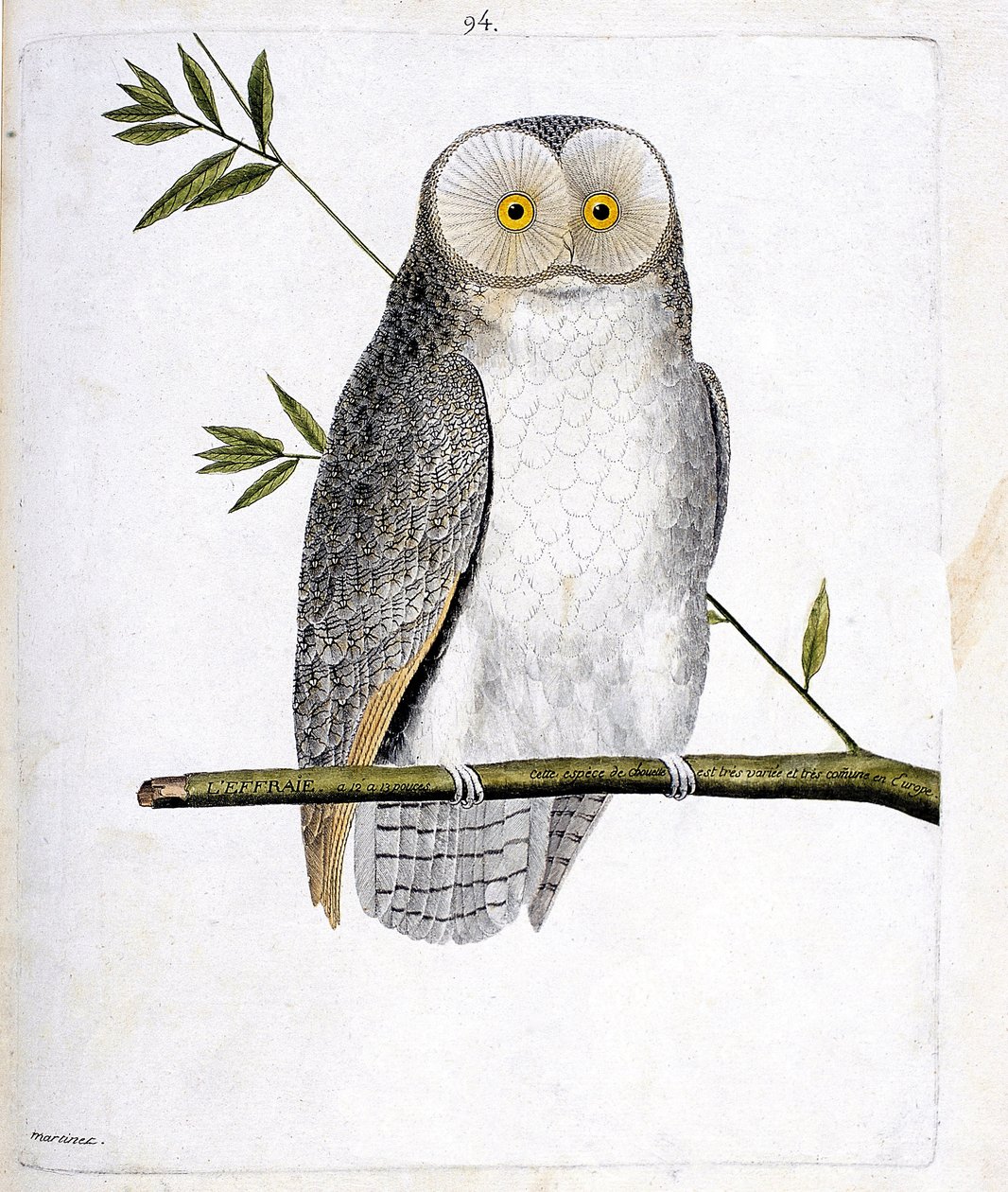 Állattani térkép (ornitológia): a bagoly (macskabagoly vagy Tyto Alba) egy ágon. Illusztráció: Francois Nicolas Martinet (1731-1800) „A madarak története, megjelenésük és érzékeny aspektusuk szerint”. Magángyűjtemény. alkotó: Francois Nicolas Martinet