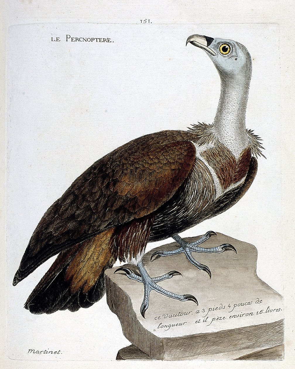Állattani térkép (ornitológia): a percnoptere (szarvaskeselyű vagy fulvus gyps). Illusztráció: Francois Nicolas Martinet (1731-1800) „A madarak története, megjelenésük és érzékeny aspektusuk szerint”. Magángyűjtemény. alkotó: Francois Nicolas Martinet