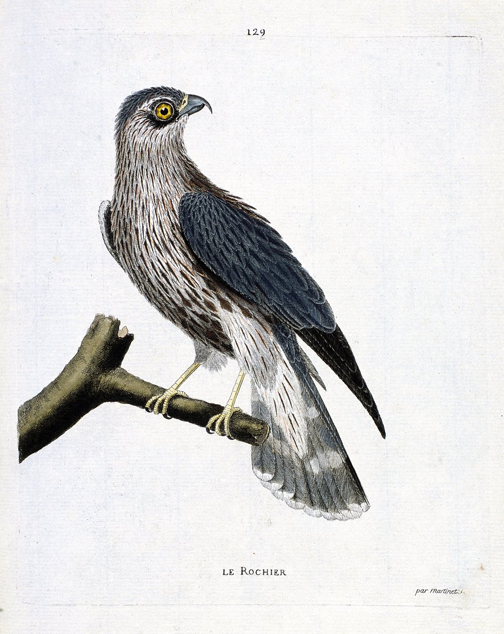 Állattani térkép (ornitológia): a szikla (emrillon falcon vagy falco colombarius) egy ágon. Illusztráció: Francois Nicolas Martinet (1731-1800) „A madarak története, megjelenésük és érzékeny aspektusuk szerint”. Magángyűjtemény. alkotó: Francois Nicolas Martinet