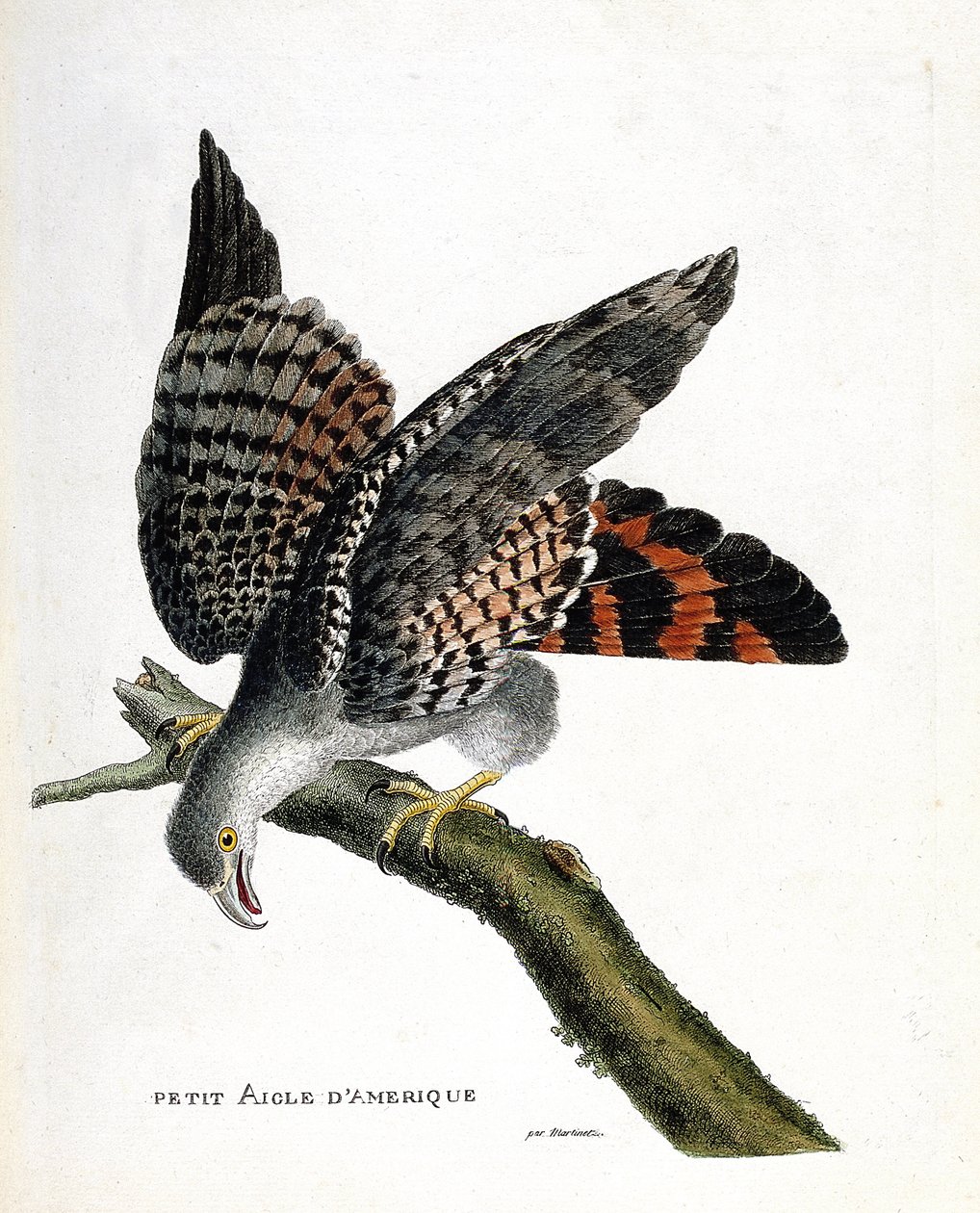 Állattani térkép (ornitológia): a kis amerikai sas (buffon busard vagy cirkuszi buffoni) egy ágon. Illusztráció: Francois Nicolas Martinet (1731-1800) „A madarak története, megjelenésük és érzékeny aspektusuk szerint”. Magángyűjtemény alkotó: Francois Nicolas Martinet