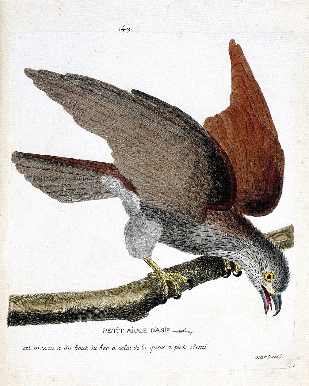 Állattani térkép (ornitológia): a kis ázsiai sas (sacre vagy haliastur indus) egy ágon. Illusztráció: Francois Nicolas Martinet (1731-1800) „A madarak története, megjelenésük és érzékeny aspektusuk szerint”. Magángyűjtemény. alkotó: Francois Nicolas Martinet