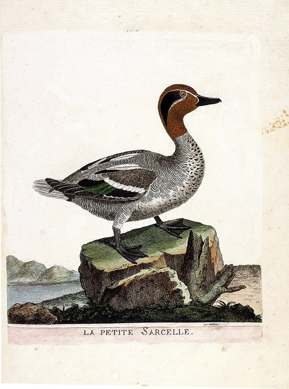 Állattani térkép (ornitológia): a kis kékeszöld (téli kékeszöld vagy anas crecca). Illusztráció: Francois Nicolas Martinet (1731-1800) „A madarak története, megjelenésük és érzékeny aspektusuk szerint”. Magángyűjtemény. alkotó: Francois Nicolas Martinet