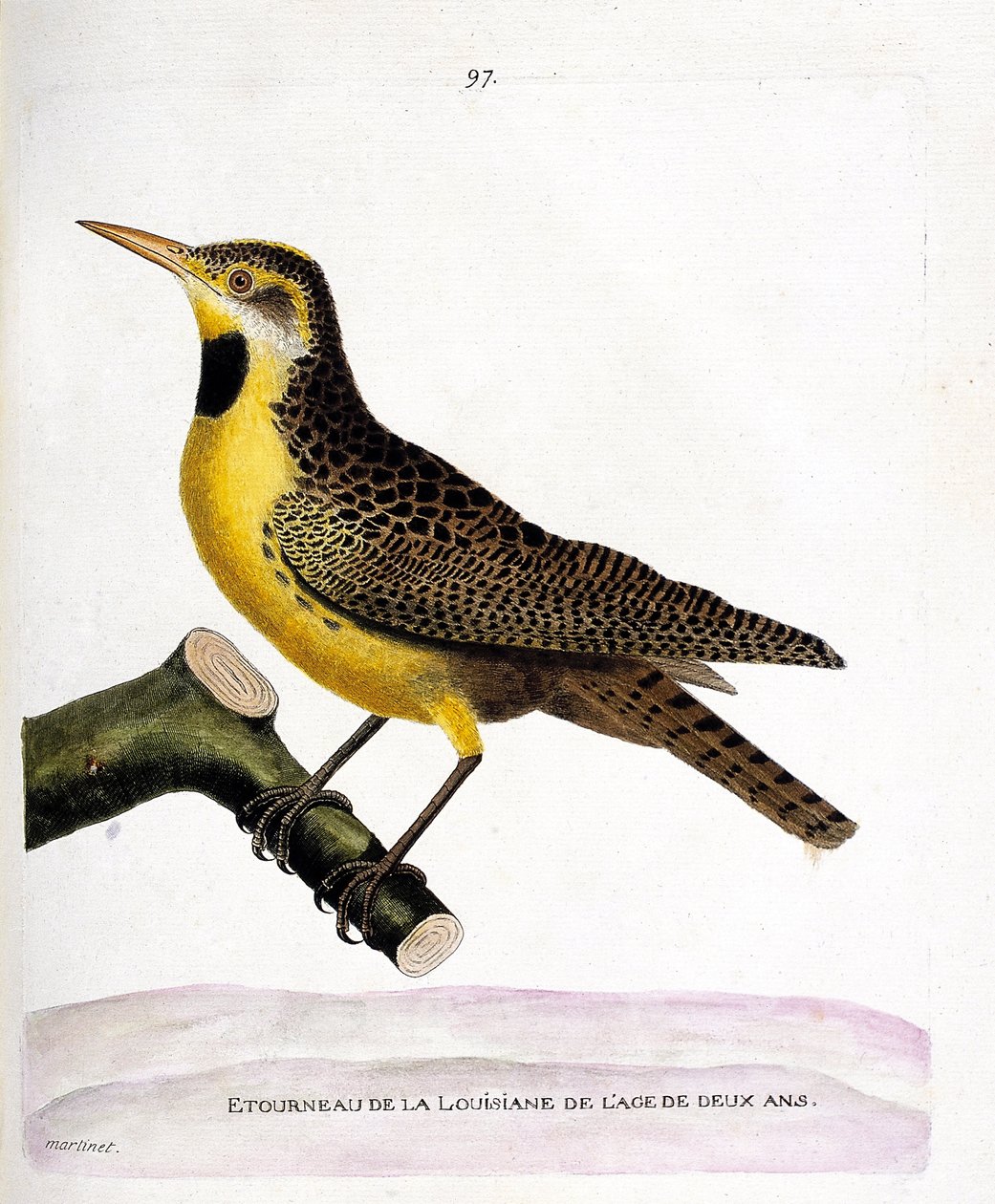 Állattani térkép (ornitológia): a lousiana seregélye (pretsturnella vagy sturnella magna) egy ágon. Illusztráció: Francois Nicolas Martinet (1731-1800) „A madarak története, megjelenésük és érzékeny aspektusuk szerint”. Magángyűjtemények alkotó: Francois Nicolas Martinet
