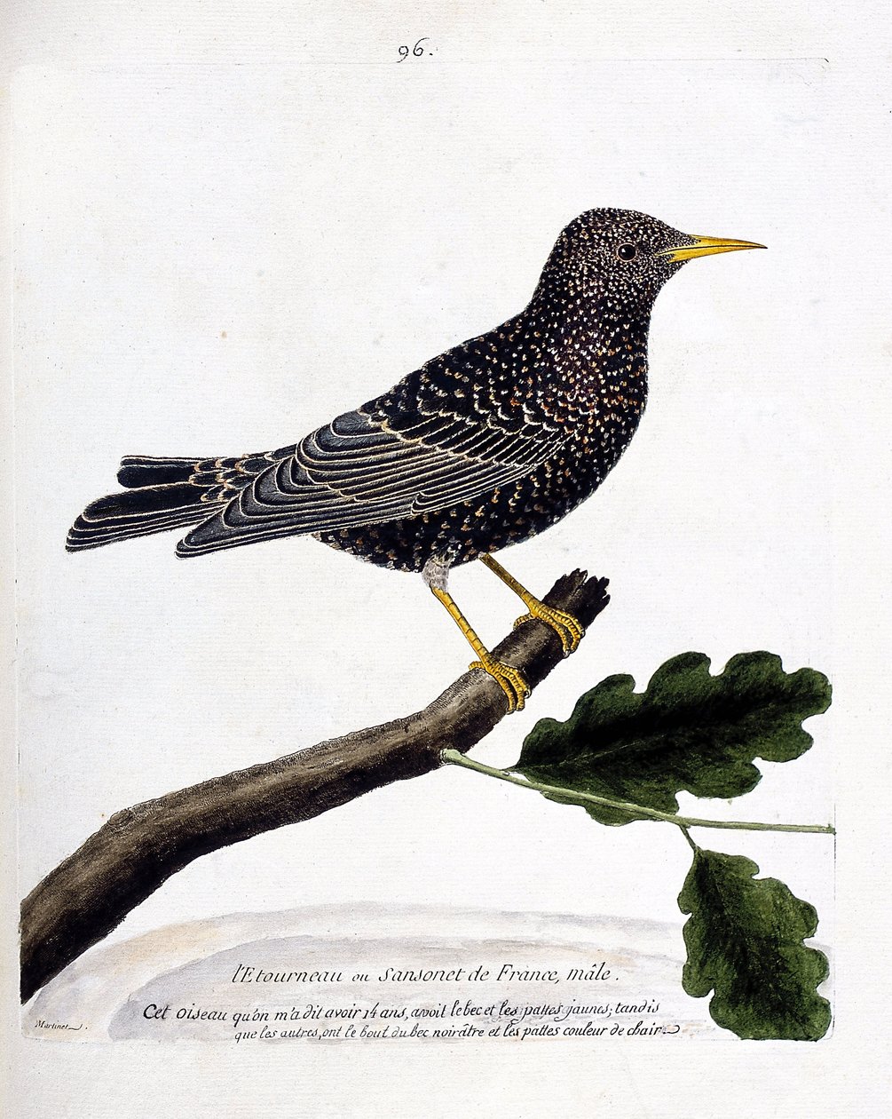 Állattani térkép (ornitológia): seregély vagy sansonet (seregély vagy sturnus vulgaris) egy ágon. Illusztráció: Francois Nicolas Martinet (1731-1800) „A madarak története, megjelenésük és érzékeny aspektusuk szerint”. Magángyűjtemény. alkotó: Francois Nicolas Martinet