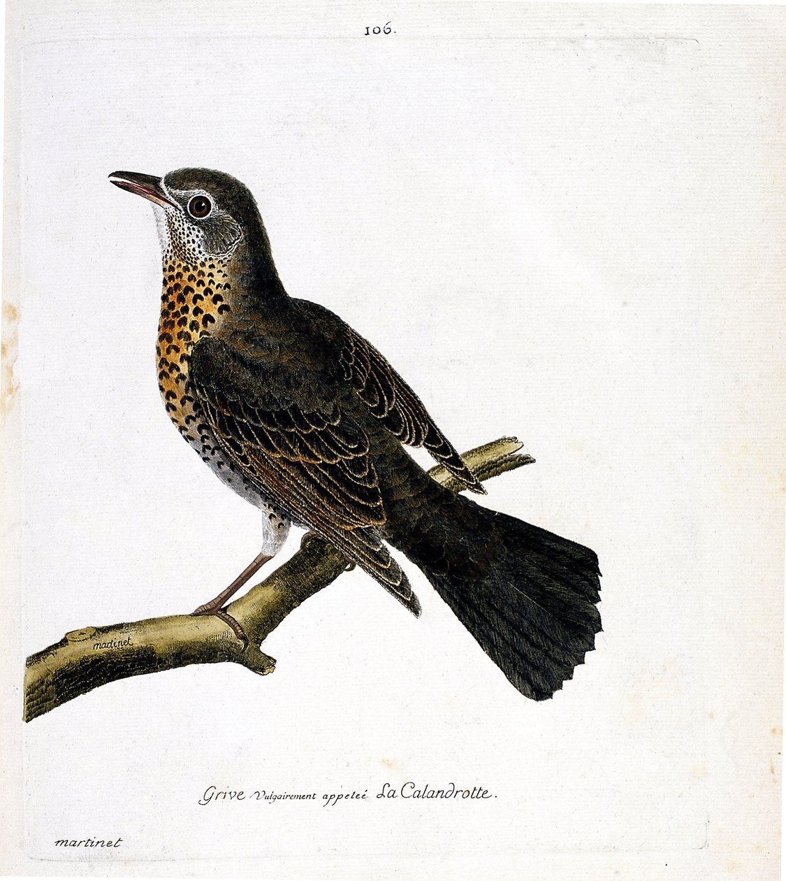 Állattani térkép (ornitológia): a rigó, amelyet általában calandrotte-nak hívnak egy ágon. Illusztráció: Francois Nicolas Martinet (1731-1800) „A madarak története, megjelenésük és érzékeny aspektusuk szerint”. Magángyűjtemény. alkotó: Francois Nicolas Martinet