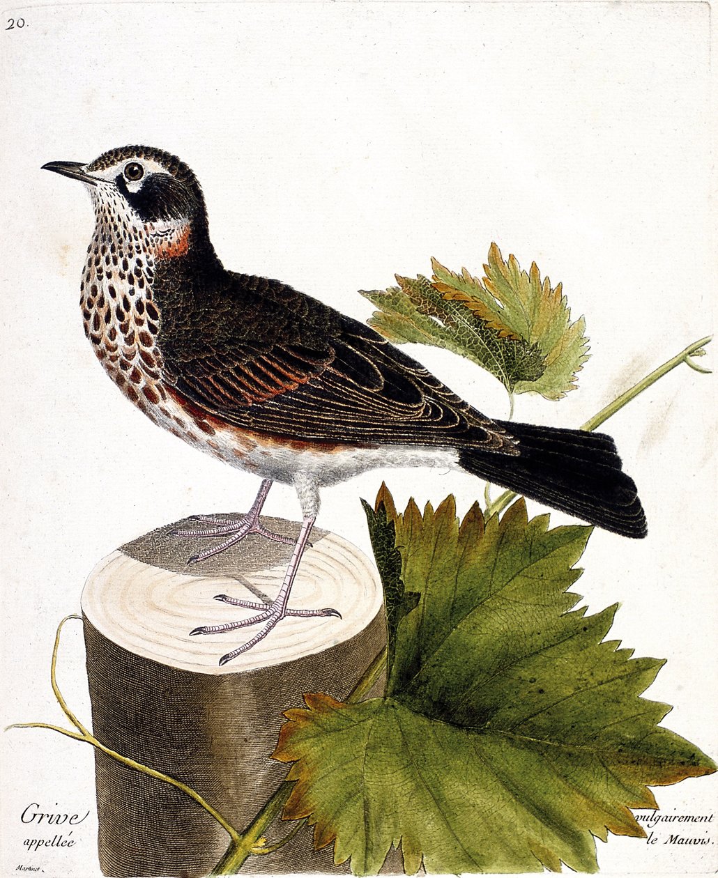 Állattani térkép (ornitológia): a mauvisnak (mauvis rigó vagy turdus iliacus) nevezett rigó egy fa törzsén. Illusztráció: Francois Nicolas Martinet (1731-1800) „A madarak története, megjelenésük és érzékeny aspektusuk szerint”. alkotó: Francois Nicolas Martinet