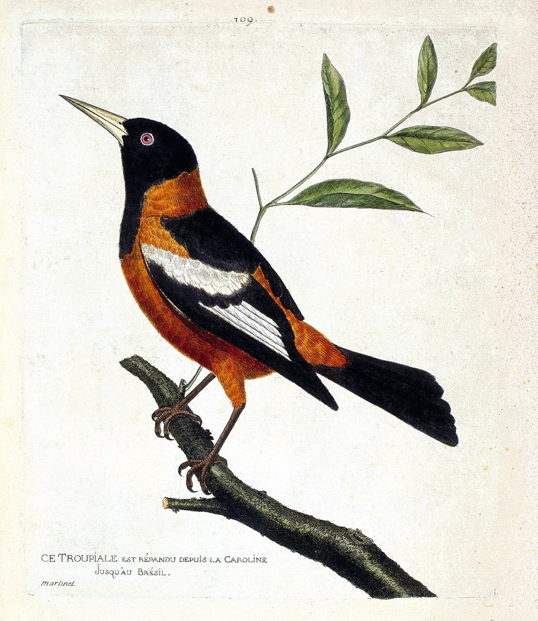 Állattani térkép (ornitológia): a troupiale (troupiale oriole vagy icterus icterus) egy ágon. Illusztráció: Francois Nicolas Martinet (1731-1800) „A madarak története, megjelenésük és érzékeny aspektusuk szerint”. Magángyűjtemény. alkotó: Francois Nicolas Martinet