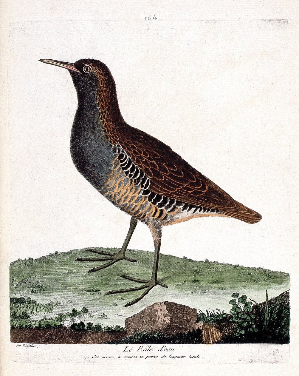 Állattani térkép (ornitológia): vízi rétis (rallus aquaticus). Illusztráció: Francois Nicolas Martinet (1731-1800) „A madarak története, megjelenésük és érzékeny aspektusuk szerint”. Magángyűjtemény. alkotó: Francois Nicolas Martinet