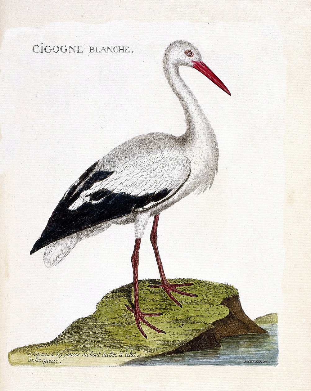 Állattani térkép (ornitológia): fehér gólya (ciconia ciconia). Illusztráció: Francois Nicolas Martinet (1731-1800) „A madarak története, megjelenésük és érzékeny aspektusuk szerint”. Magángyűjtemény. alkotó: Francois Nicolas Martinet