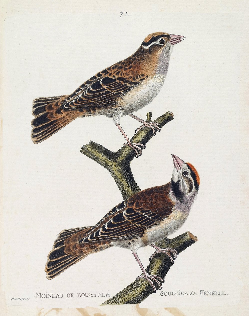 Állattani térkép (ornitológia): az erdei veréb vagy a dombormű (Hudson veréb vagy spizea arborea) és nősténye (relied veréb vagy petronia petronia). Illusztráció: Franco: „A madarak története, megjelenésük és érzékeny aspektusuk szerint” alkotó: Francois Nicolas Martinet