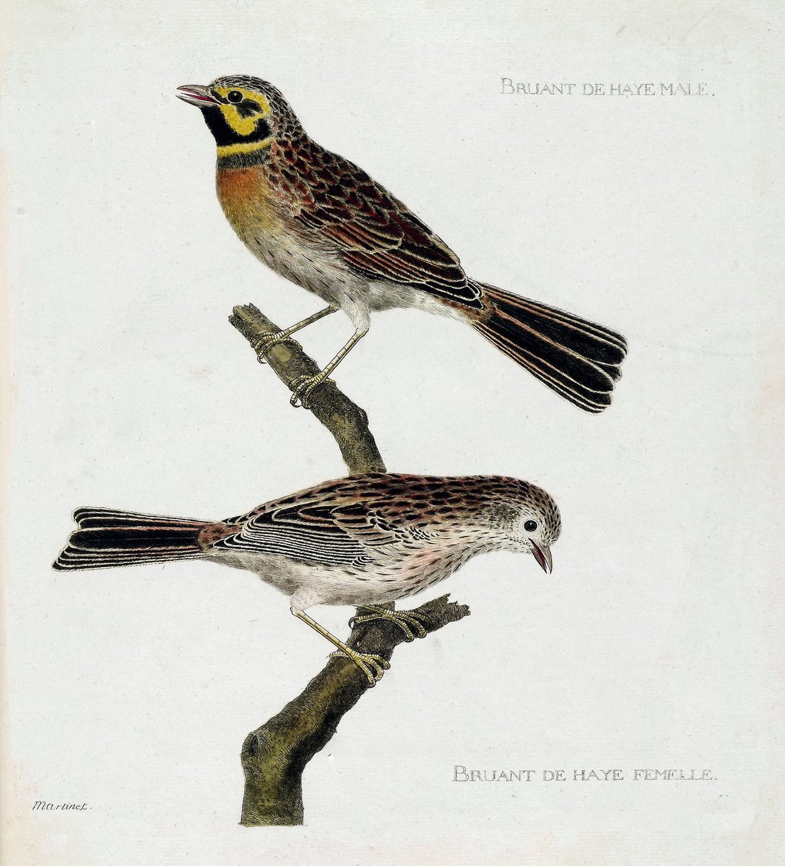 Állattani térkép (ornitológia): felülről lefelé: hím és nőstény hágai verebek (zizi vagy emberiza cirlus) egy ágon. Illusztráció: Francois Nicolas Martinet (1731-1800) „A madarak története, megjelenésük és érzékeny aspektusuk szerint”. Priv alkotó: Francois Nicolas Martinet