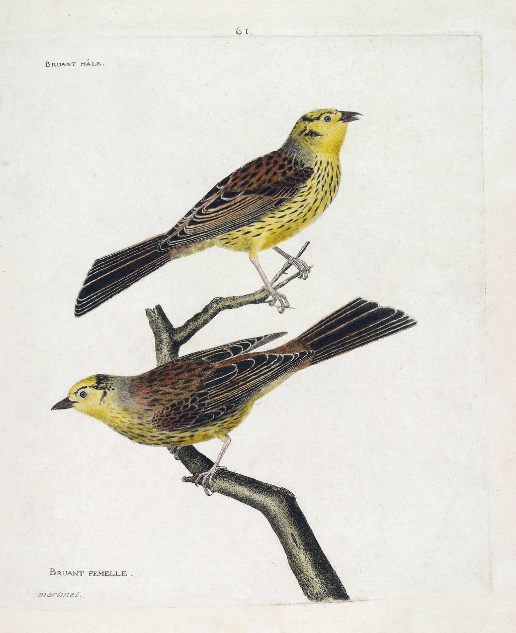 Állattani térkép (ornitológia): felülről lefelé: hím és nőstény verebek (Yellow Sparrow vagy Emberiza citrinella). Illusztráció: Francois Nicolas Martinet (1731-1800) „A madarak története, megjelenésük és érzékeny aspektusuk szerint”. Magán alkotó: Francois Nicolas Martinet