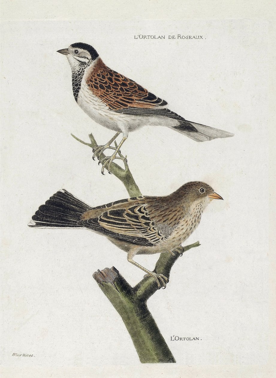 Állattani térkép (ornitológia): felülről lefelé: nádi ortolan (Reed Sparrow vagy Emberiza schoeniclus) és Ortolan (Ortolan Sparrow vagy Emberiza hortulana) egy ágon. Illusztráció: „A madarak története, megjelenésük és érzékeny aspektusuk szerint” alkotó: Francois Nicolas Martinet
