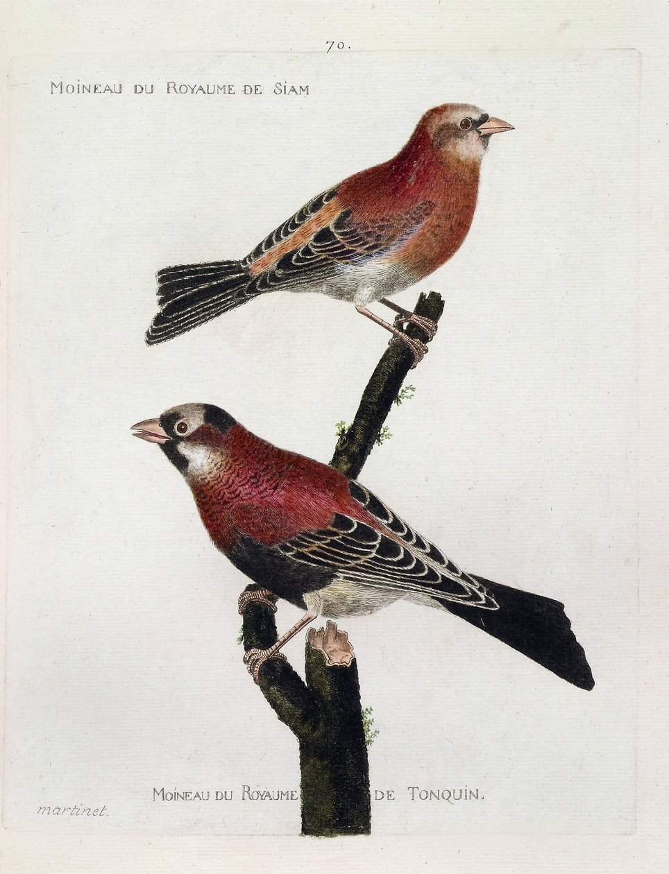 Állattani térkép (ornitológia): felülről lefelé: Sziám királyságának veréb (Crimson Roselin vagy carpodacus eruthrinus) és a tonkin birodalmának veréb (tonkin) egy ágon. Illusztráció: „A madarak története, megjelenésükkor és S alkotó: Francois Nicolas Martinet