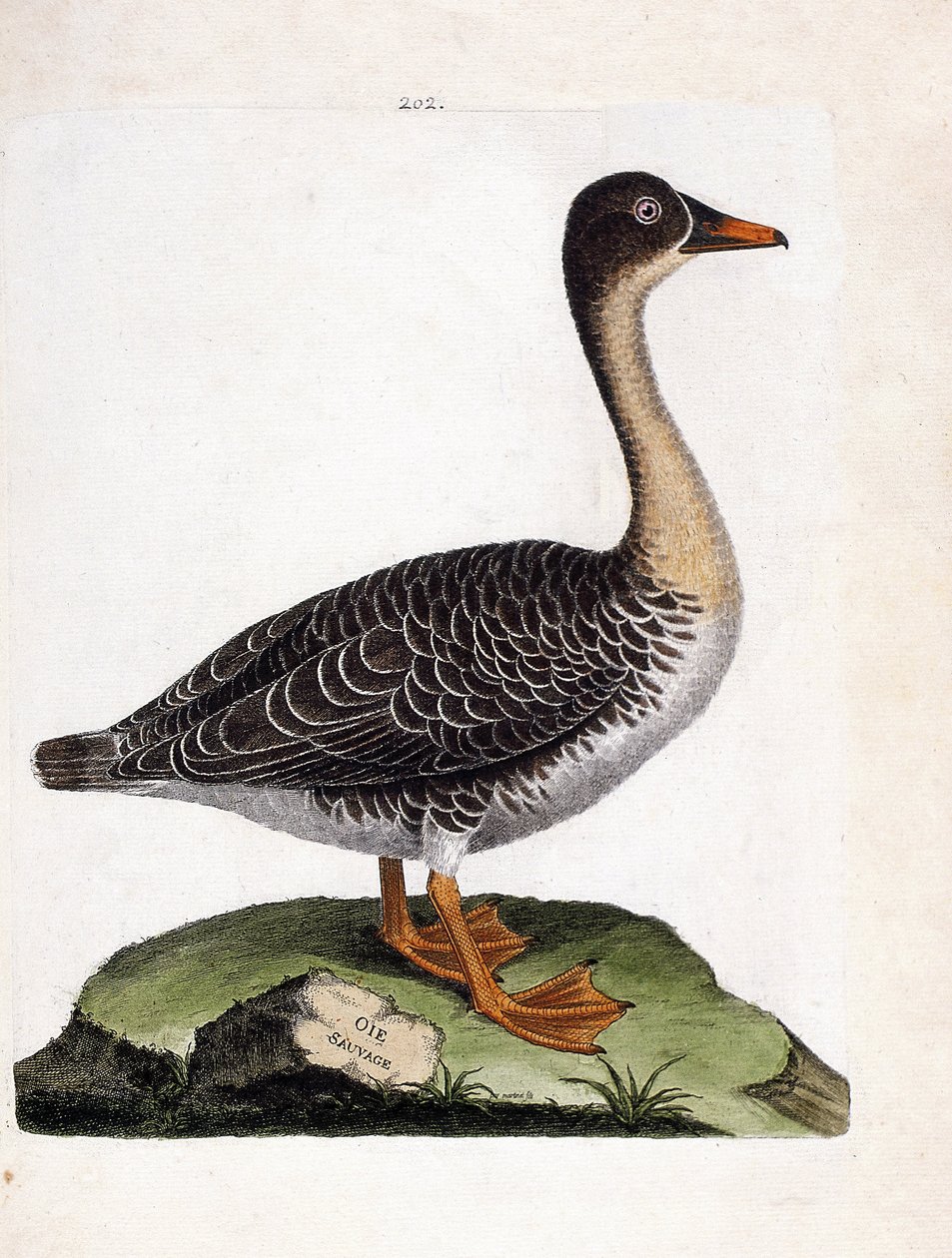 Állattani térkép (ornitológia): vadlúd (szüreti lúd vagy anser fabalis). Illusztráció: Francois Nicolas Martinet (1731-1800) „A madarak története, megjelenésük és érzékeny aspektusuk szerint”. Magángyűjtemény. alkotó: Francois Nicolas Martinet