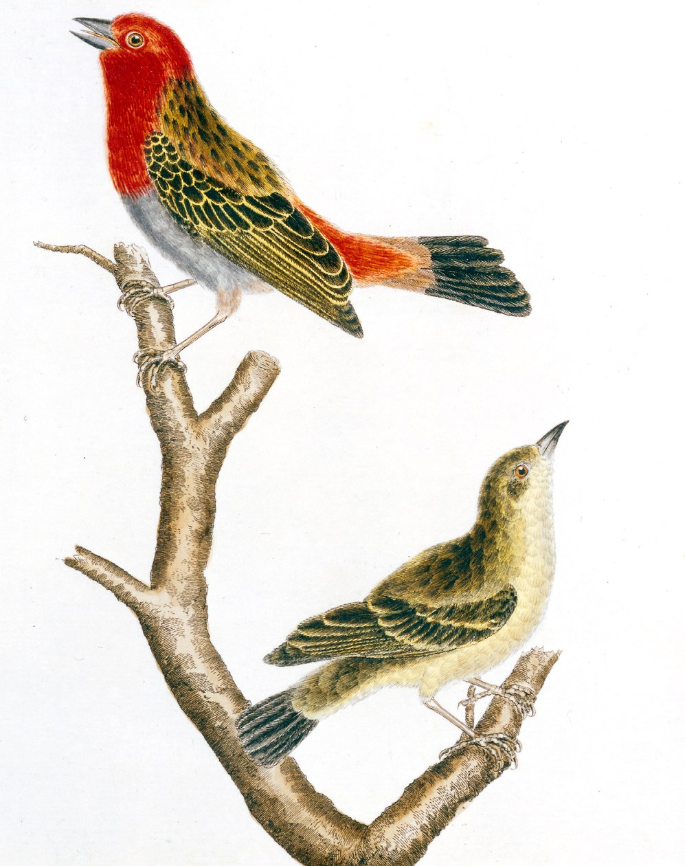veréb és nősténye, Francois Nicolas Martinet színes metszete alkotó: Francois Nicolas Martinet