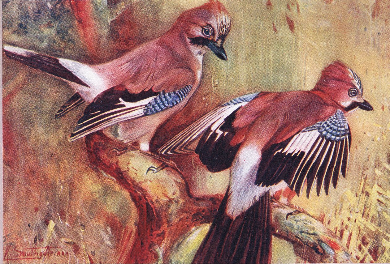 Jays, illusztráció a Hodder & Stoughton által kiadott Wild Nature & Country Life című kötetből, 1910 körül. alkotó: Frank Southgate