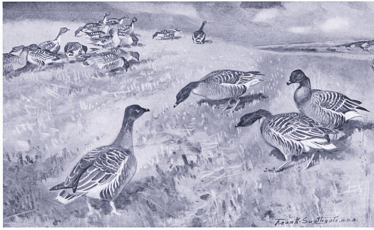Pink Footed Geese etetés alkotó: Frank Southgate