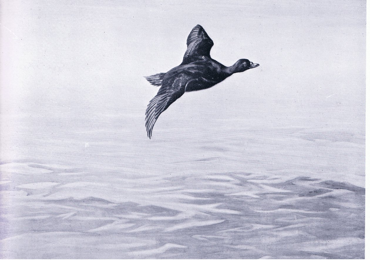 Scoter Duck alkotó: Frank Southgate