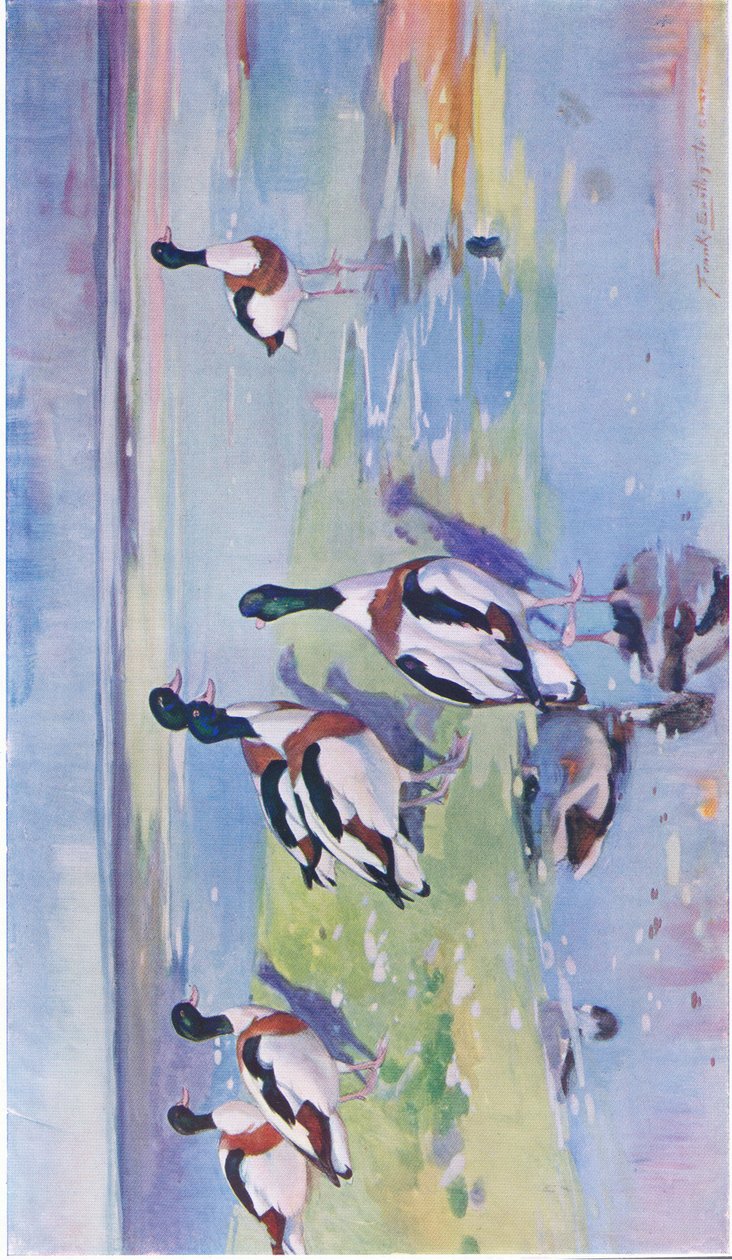 Sheld Ducks a sárlapokon alkotó: Frank Southgate