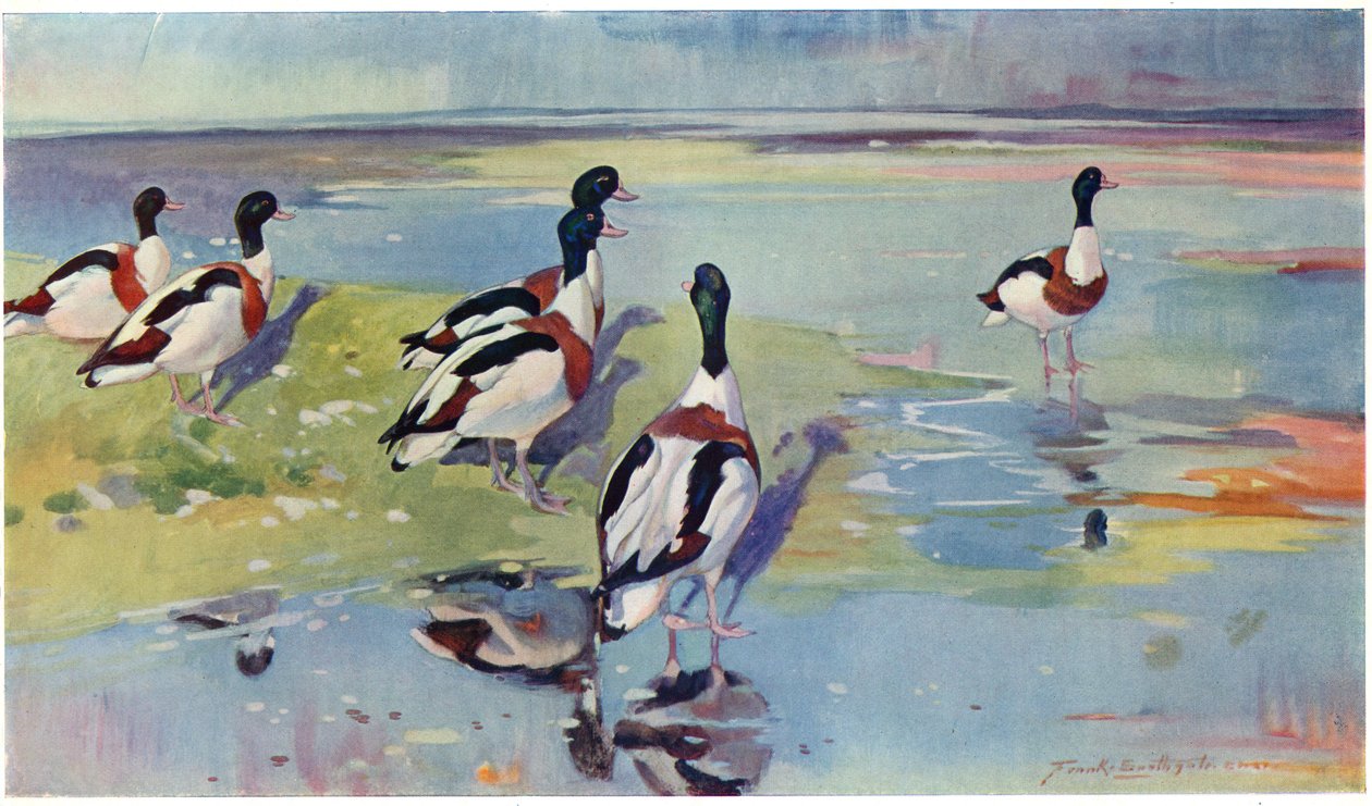 Shelducks on the Flats, illusztráció a „Wildfowl and Waders” című filmből alkotó: Frank Southgate