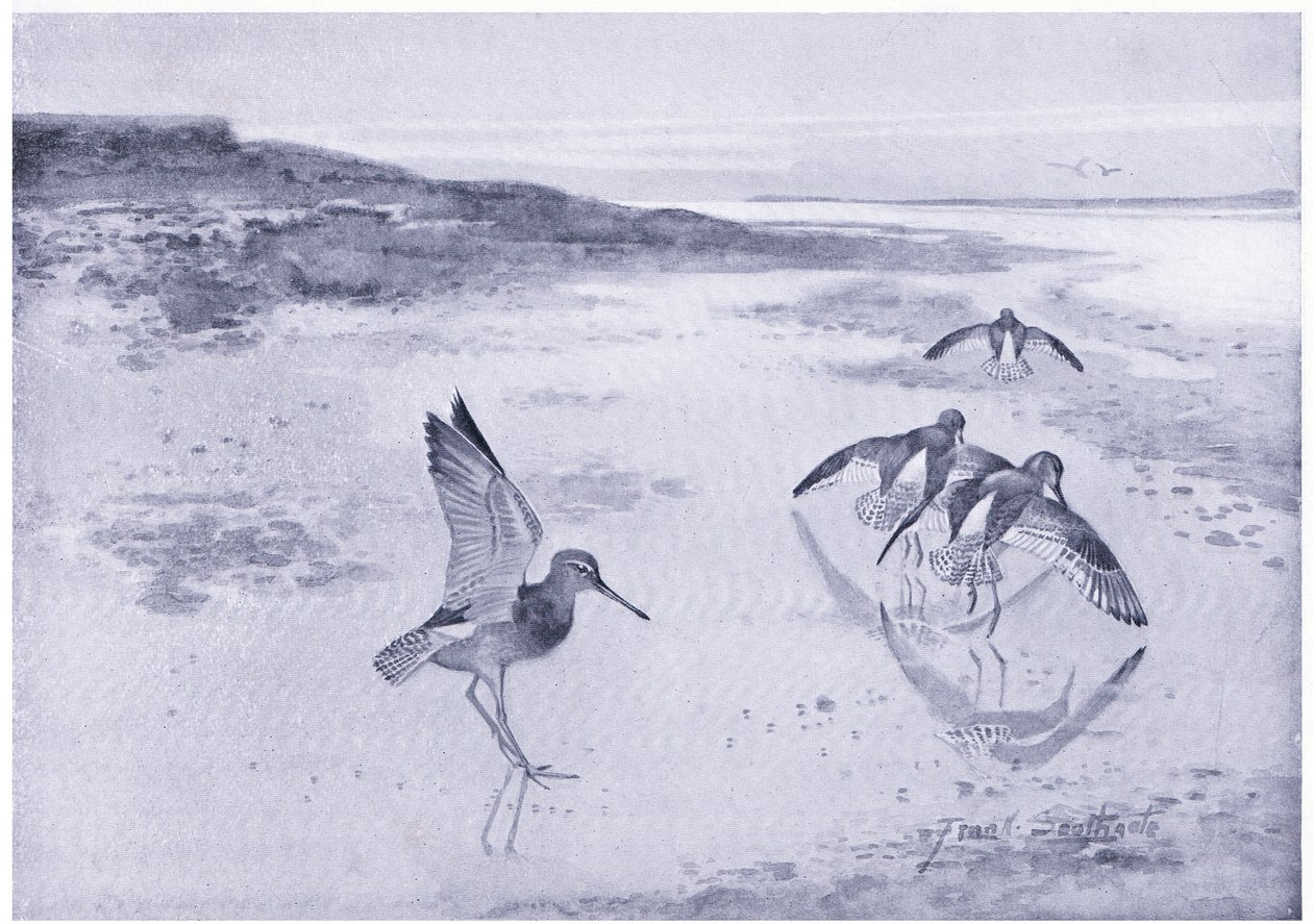 Az óvatos Redshank alkotó: Frank Southgate