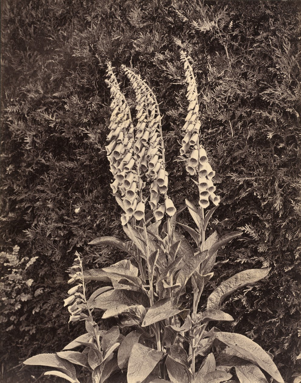 Rókagombóc,c. 1860-as évek (fotó) alkotó: Frank Mason Good