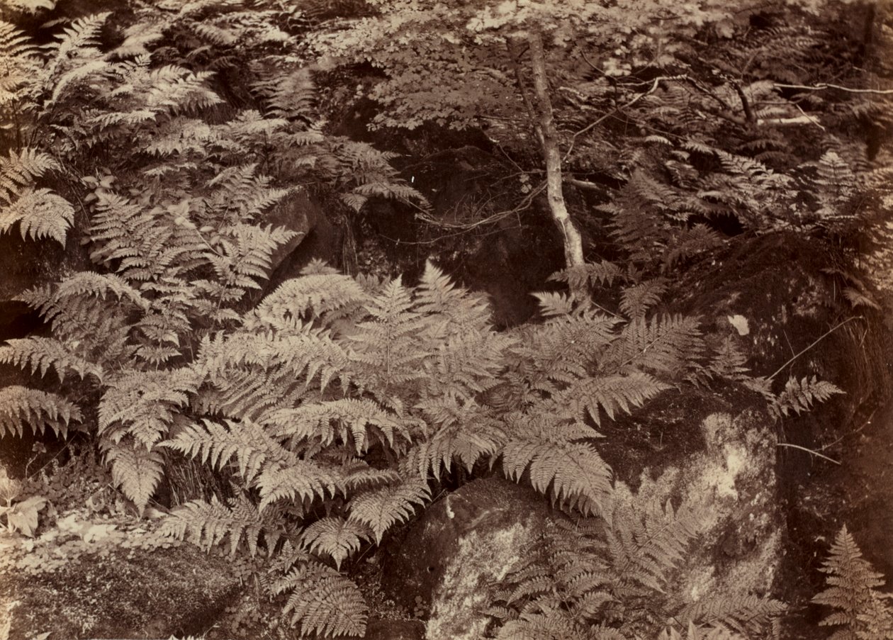 Cím nélkül (páfránytanulmány) alkotó: Frank Meadow Sutcliffe