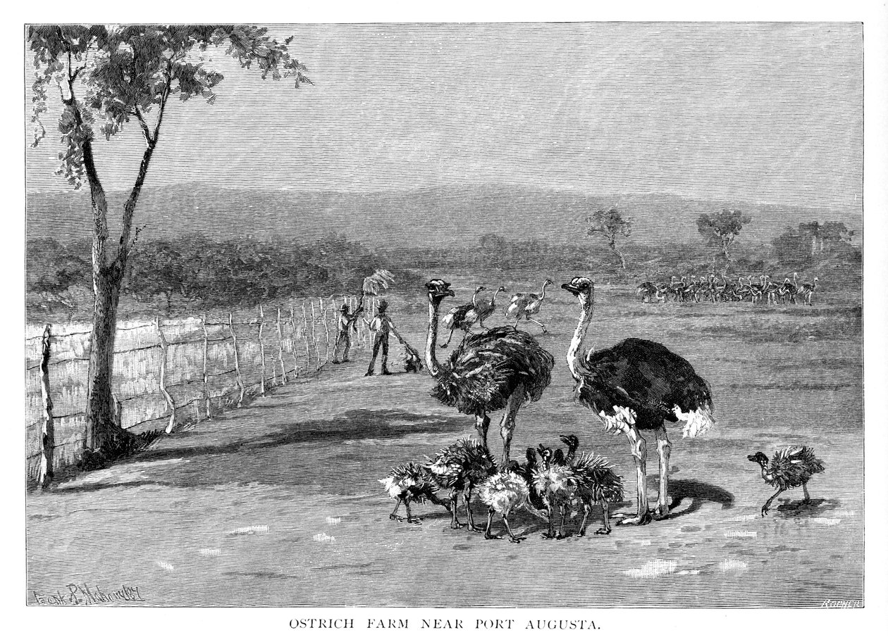 Struccfarm Port Augusta közelében, Dél-Ausztráliában, 1886 alkotó: Frank P. Mahony