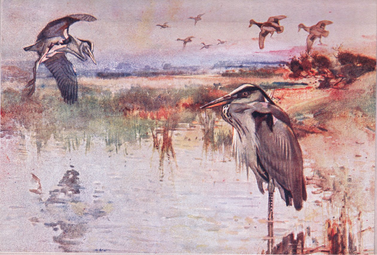 The Heron, a Wild Nature & Country Life illusztrációja, kiadó: Hodder & Stoughton, 1910 körül alkotó: Frank Southgate