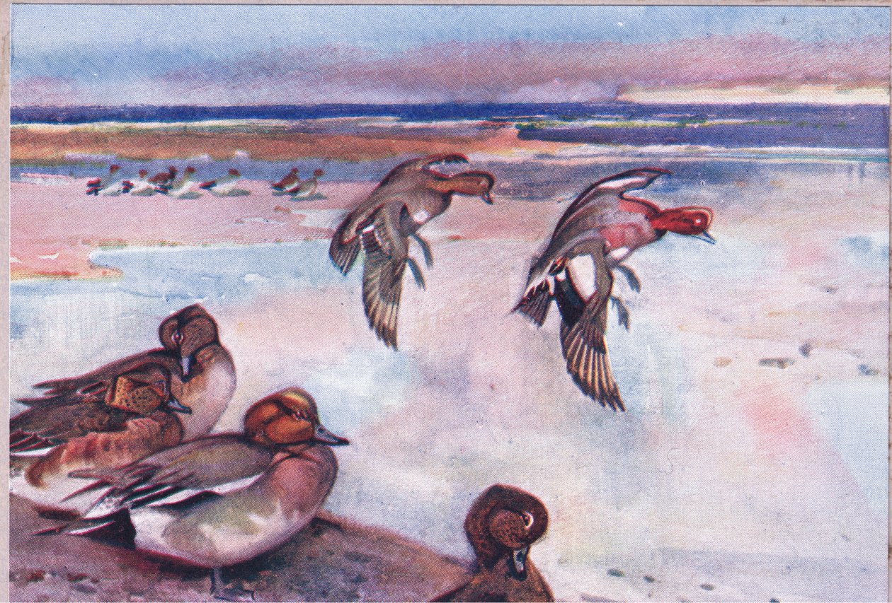 Widgeons, illusztráció a Wild Nature & Country Life-ból, kiadó: Hodder & Stoughton, 1910 körül alkotó: Frank Southgate
