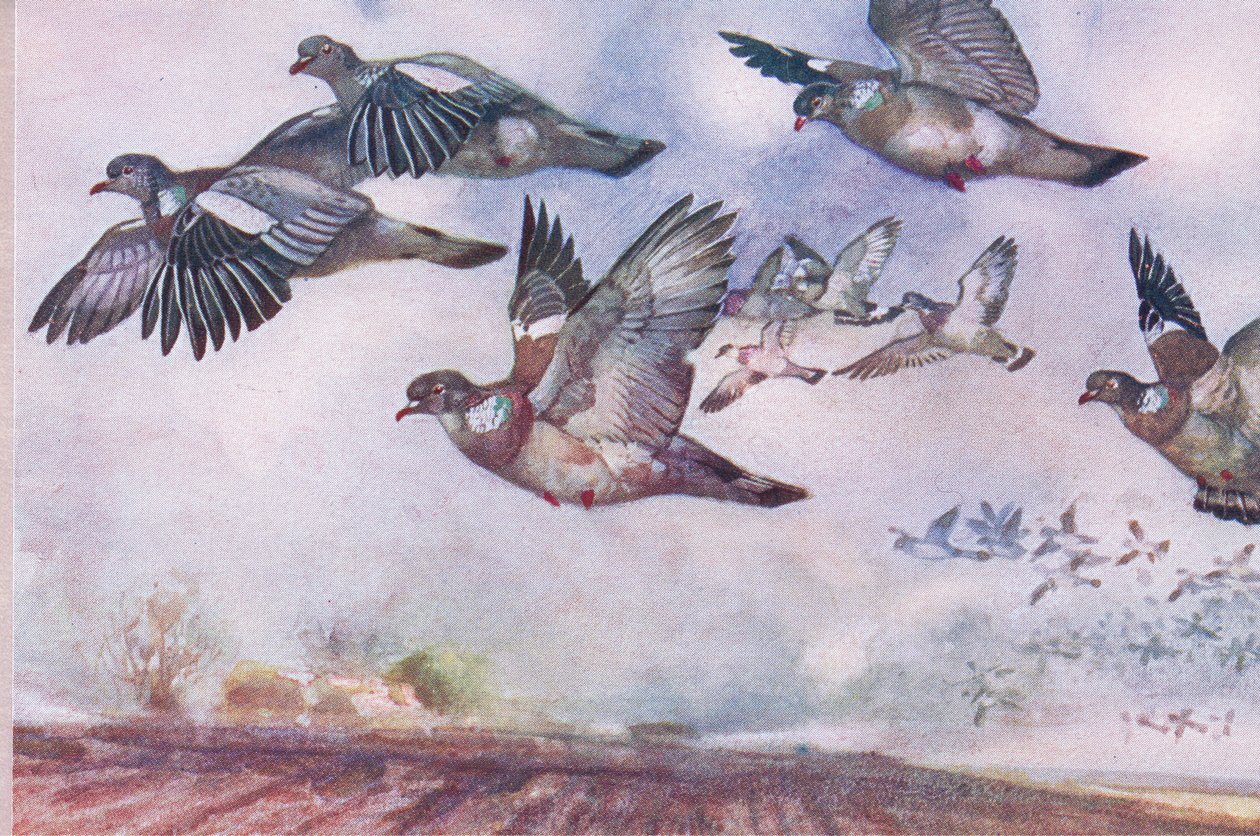 Erdei galambok repülve, illusztráció a Wild Nature & Country Life-ból, kiadó: Hodder & Stoughton, 1910 körül alkotó: Frank Southgate