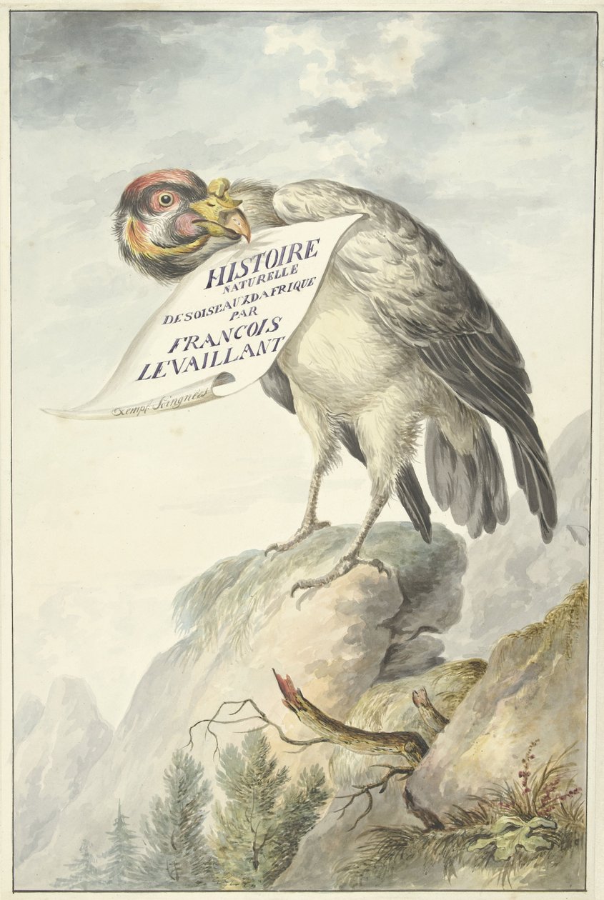 Tarajos keselyű egy papírlappal a csőrében HISTOIRE NATURELLE DES OISEAUX DAFRIQUE (cím a tárgyon) alkotó: François Levaillant (circle of)