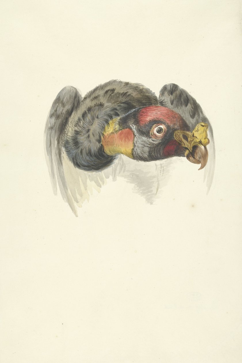 Királykeselyű feje (Sarcoramphus papa) alkotó: François Levaillant (circle of)