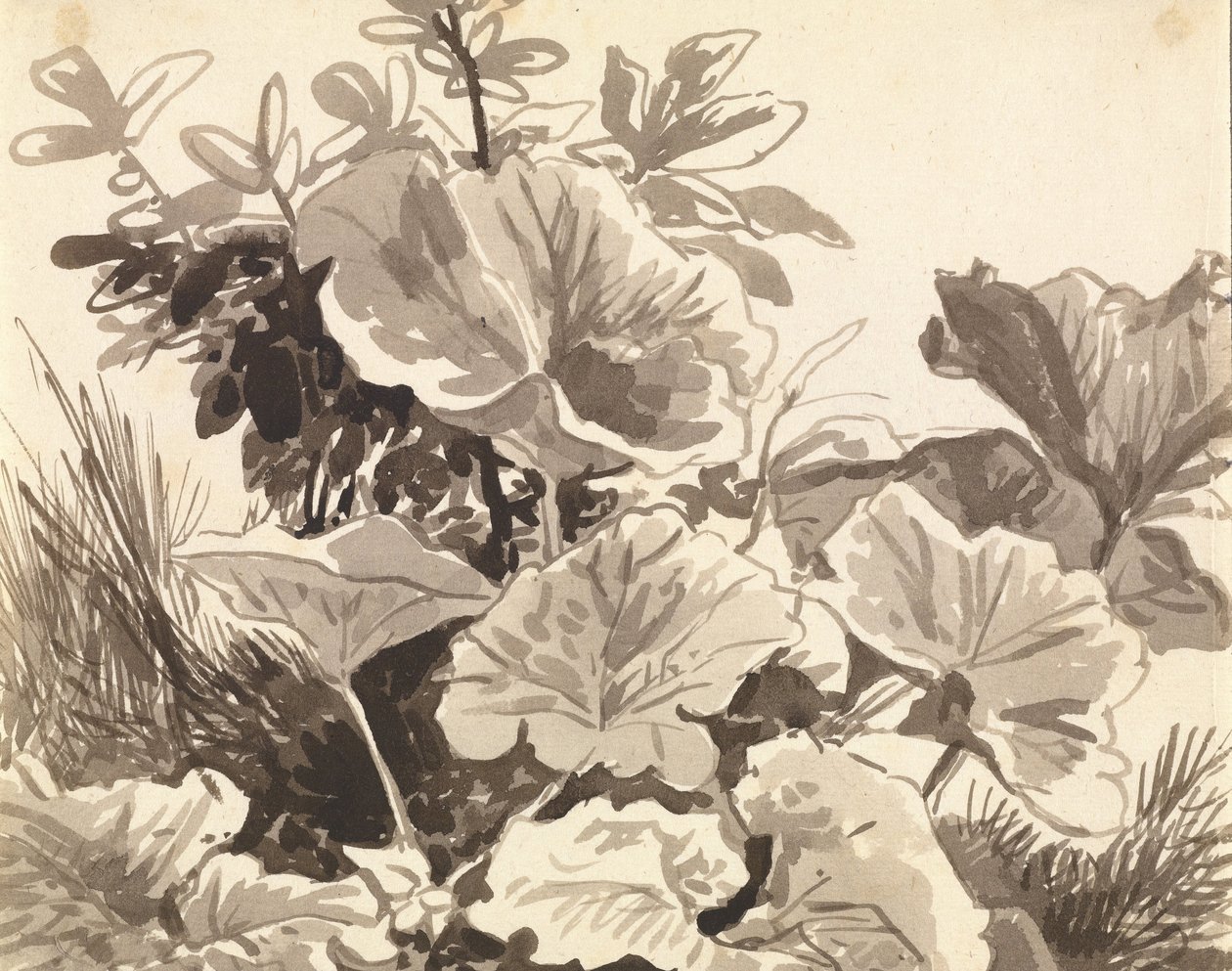 A Coltsfoot levelek tanulmányozása alkotó: Franz Innocenz Kobell