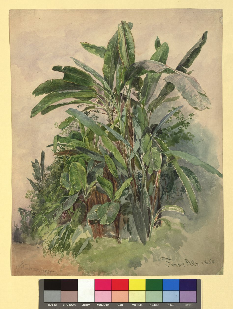 Schönbrunn - Növénytanulmány alkotó: Franz Alt