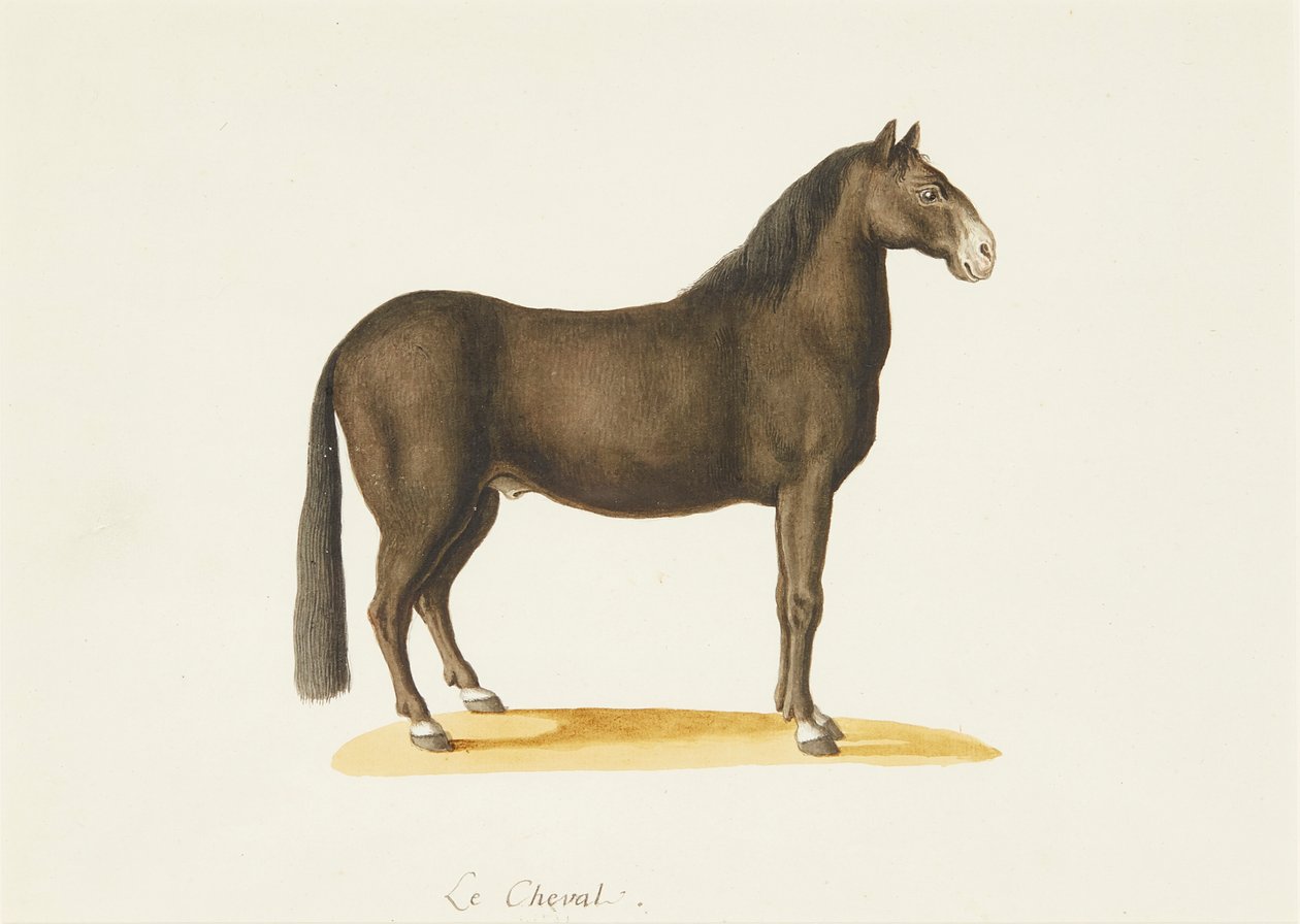 A ló (akvarell) alkotó: Franz Anton von (attr.to) Scheidel