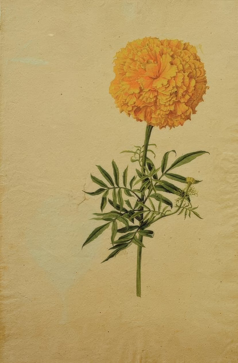 Tagetesblüte alkotó: Franz Horny