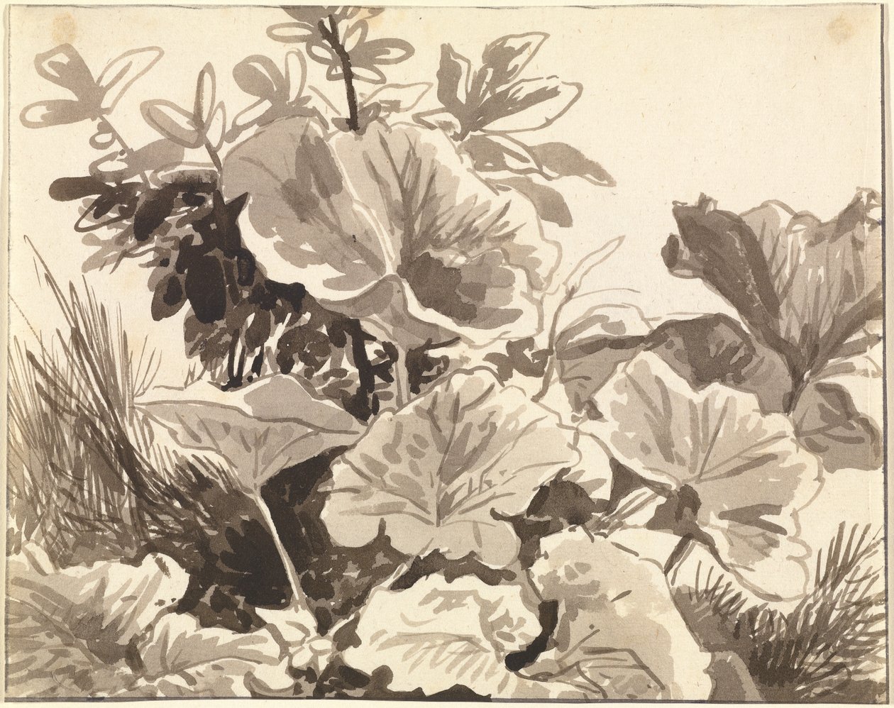 Tanulmányozása Coltsfoot levelek alkotó: Franz Innocenz Kobell