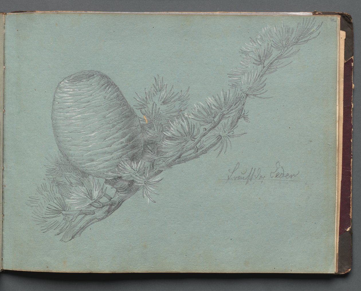 Album Róma és környéke kilátással, Tájtanulmányok, 49a. oldal: Tanulmány egy örökzöld ágról fenyőtobozsal alkotó: Franz Johann Heinrich Nadorp