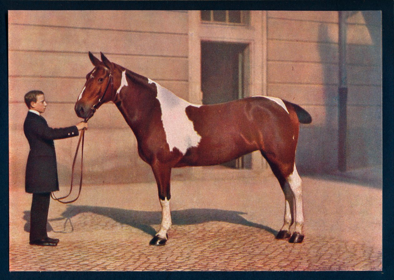 Egy ló fényképe Zeiss Tessar objektívvel, c1908 alkotó: Franz Kuhn