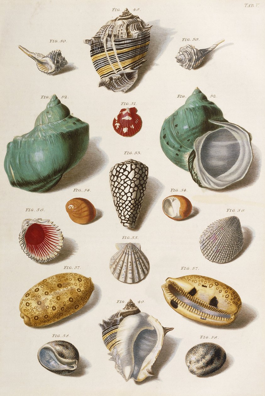 Különféle kagylók, 1758 alkotó: Franz Michael Regenfus