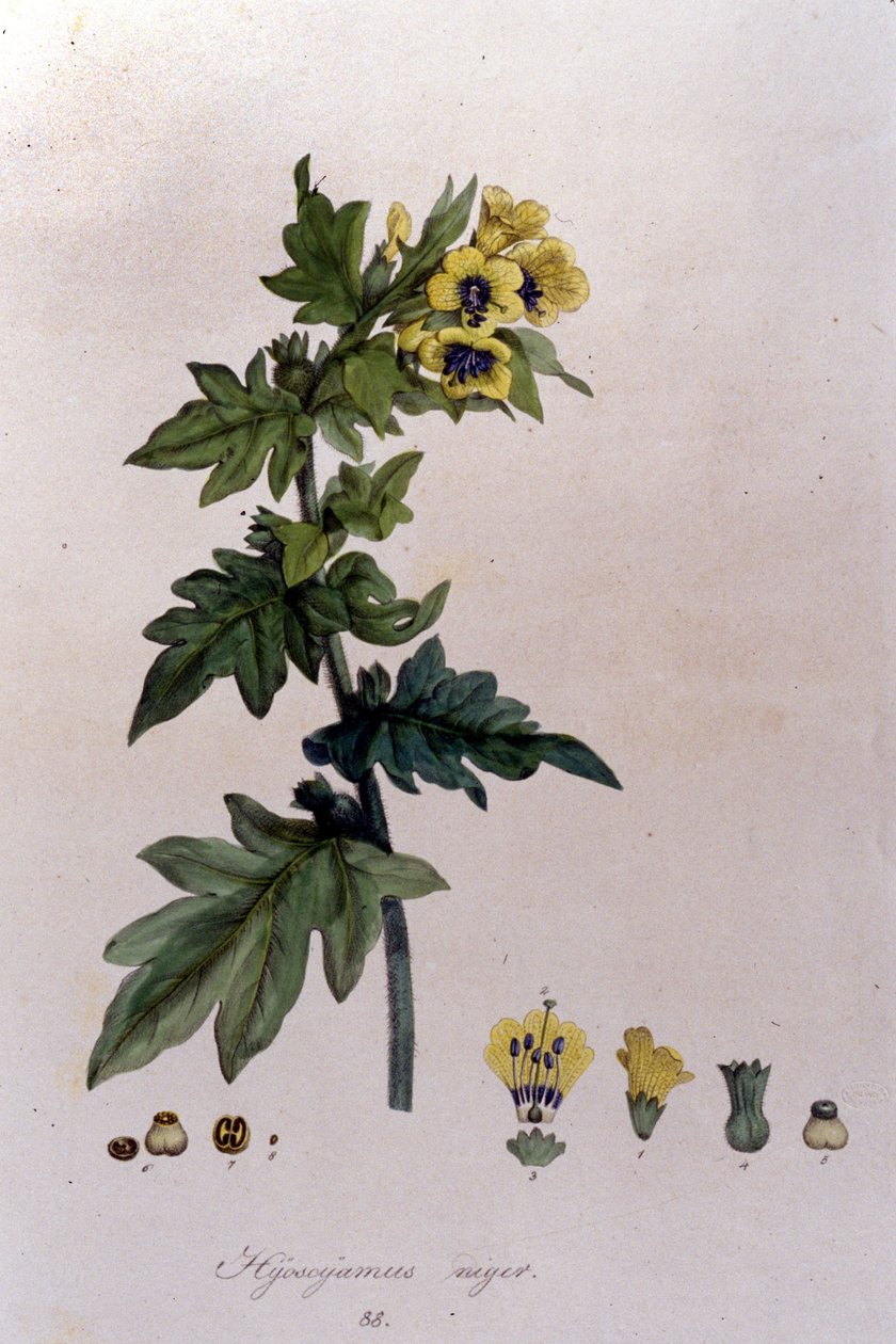 F. De Paola De Schrank "Flora Monacensis"-ből. München 1816. alkotó: Franz Schrank